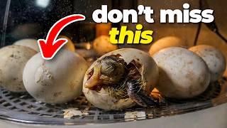 We Put Duck Eggs in an Incubator and This Happened