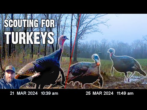 How to Scout for Turkeys - Tips for finding Turkeys