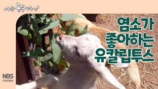 [나는농부다 250회] 염소가 좋아하는 유칼립투스