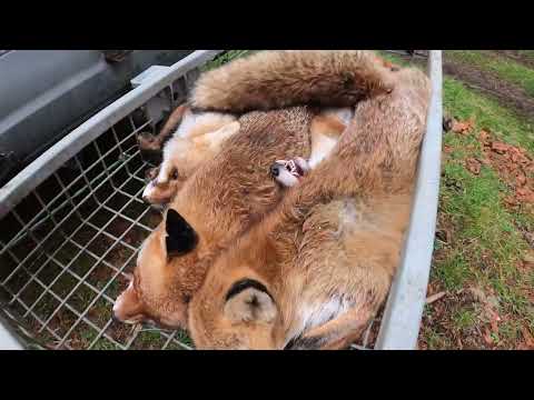 Baujagd, Fox Hunting 2023