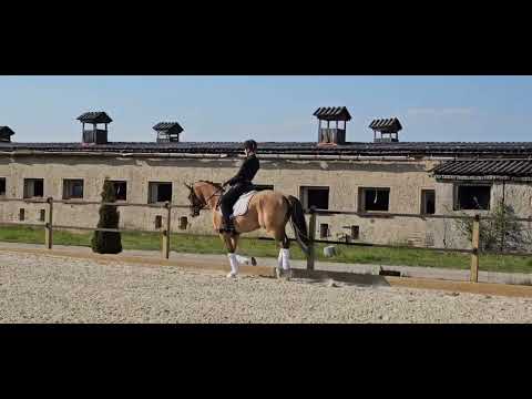 XXL Reitpony Wallach v. Dornik B 2020*