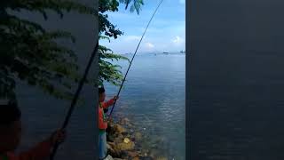 preview picture of video 'Mancing baronang dapet ikan kedukang besar'