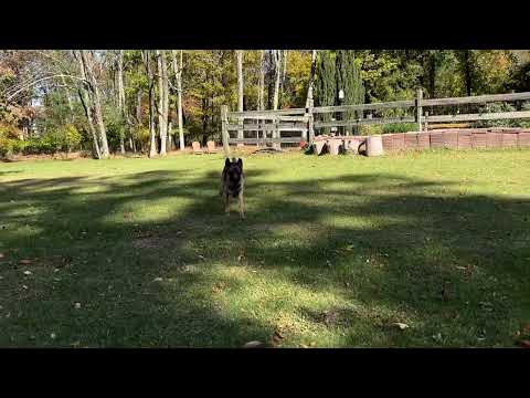 NJ Canine Coach video.