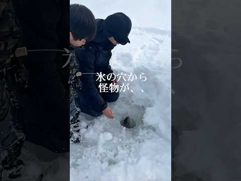 #shorts #ワカサギ釣り #氷上釣り #アイスフィッシング #イトウ #北海道釣り #北海道アウトドア #釣り #fishing
