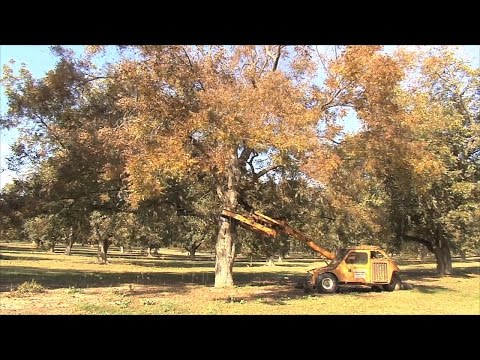 download lagu mp3 mp4 Southern Pecans For Sale, download lagu Southern Pecans For Sale gratis, unduh video klip Southern Pecans For Sale