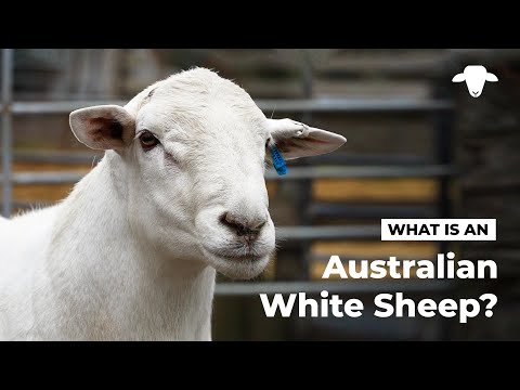 , title : 'Flaxley Australian White Sheep: What is an Australian White Sheep'
