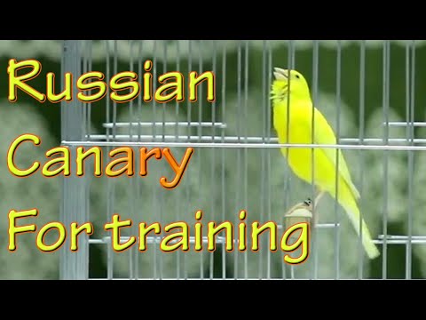 Canary 's song for training russian canary singing competition