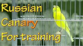 Download lagu Canary 's song for training russian canary singing competition mp3 Download lagu Canary 's song for training russian canary singing competition mp3
