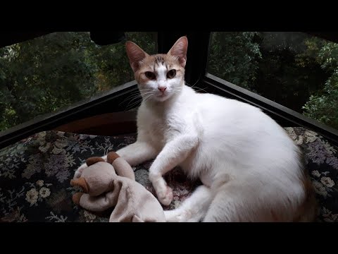 Cat open stiches by itself after being spayed or sterilized.