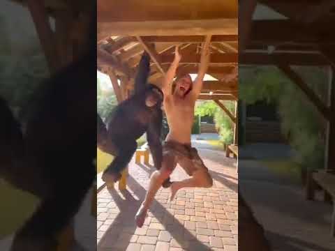 Humano vs chimpancé