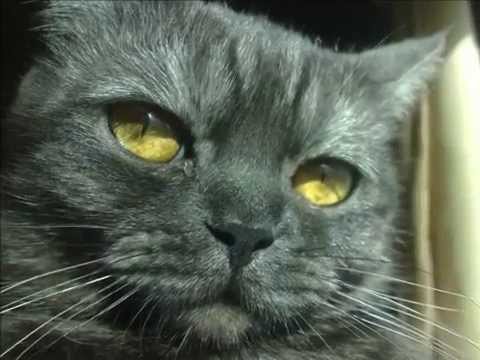 ‫عنـدي بيسـي - ماجـدة الرومـي‬‎