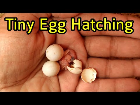 Hatch World Smallest Bird Egg || Tiny Mini Egg Hatching