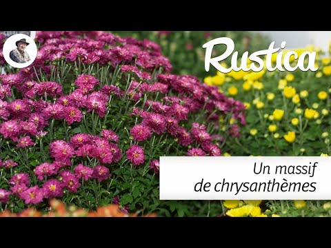 , title : 'Installer un massif de chrysanthèmes'