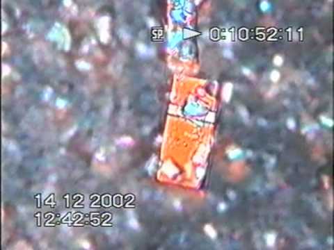 Animalcules - Part 4