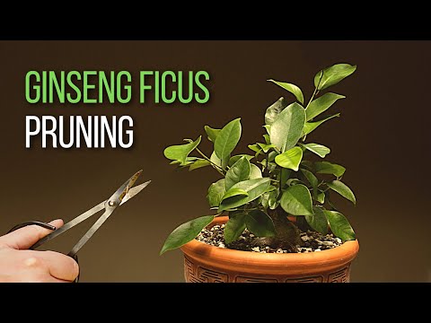 , title : 'Ginseng Ficus bonsai pruning: A year into the development of my Ficus microcarpa bonsai'