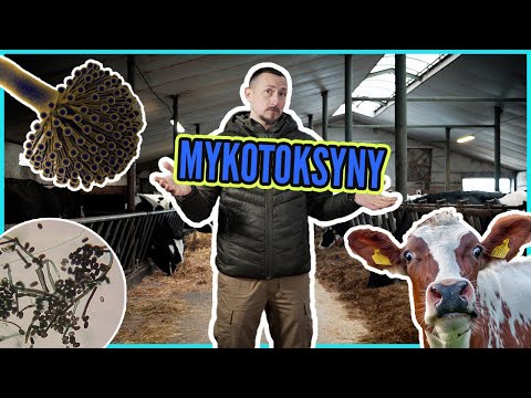 Grzyby strzępkowe - jak Aspergillus, Fusarium i Penicillum ukryły się w koniu trojańskim z kiszonki