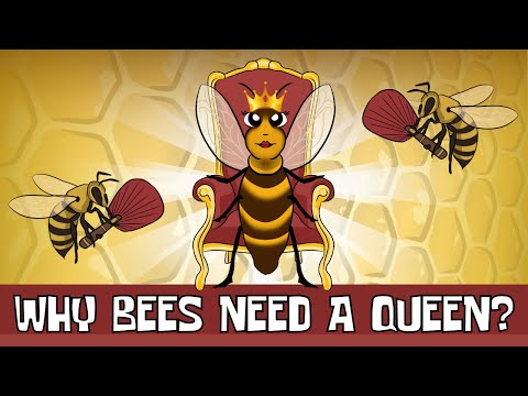 Why Do Bees Have a Queen? (How a Queen Bee is Born) | Animated Science
