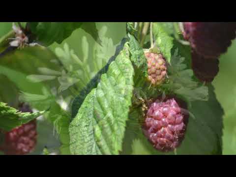 The Garden is Becoming a Robe Room (Michael Nyman).