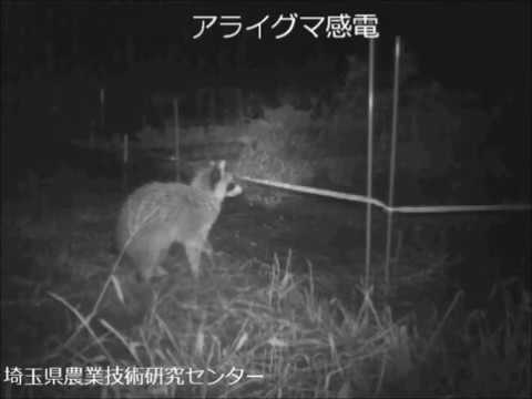 アライグマを追い払う 自然と動物
