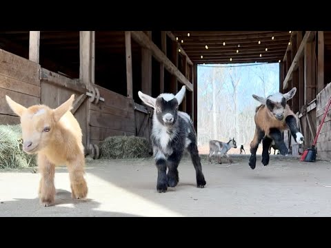 24 hopping baby goats! Oh My!