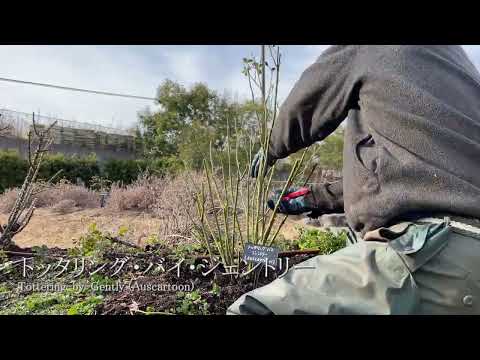 園芸 ウェスタン・トゥヤ、カナディアン・トゥヤ、ホワイト・シダー