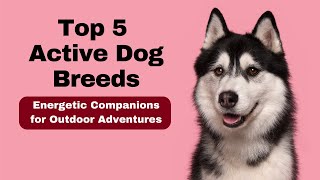 Top 5 Active Dog Breeds: Energetic Companions for Outdoor Adventures