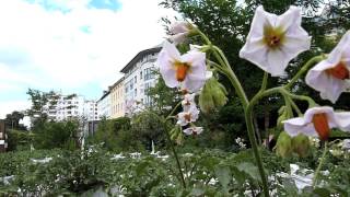 preview picture of video 'Prinzessinnengarten - In A Berlin Minute (Week 60)'