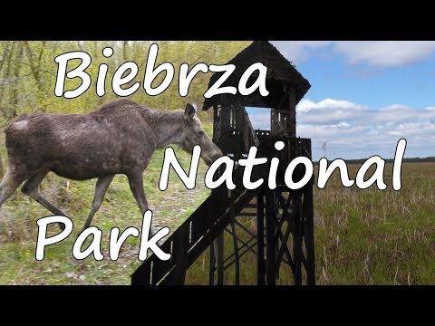 To be a tourist 1: Among swamps, marshes and moose - Biebrza National Park