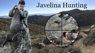 Javelina - Hunting America's Biggest Rodent!