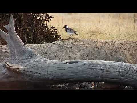 Djuma: Blacksmith Lapwing parent and chick - 06:50 - 08/08/19