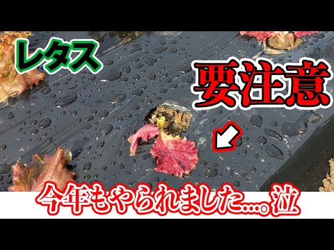 園芸 ファウルレタス、ワイルドレタス、ファウルレタス