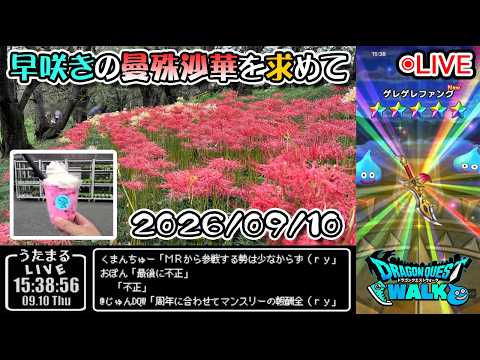 「ドラクエウォーク7周年間近！吉見町で曼殊沙華散歩」