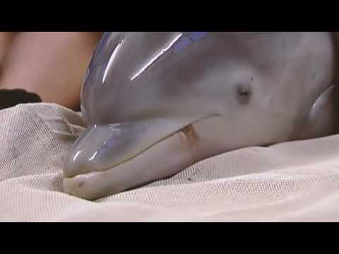 Tribute to winter the dolphin (safe)