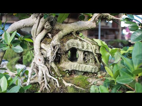 Plant City Bonsai - Spring 2019