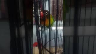 Download lagu BARU KLINTING LOVEBIRD .. DAKORI MAKIN MANTAP EKEKNYA !!! mp3