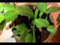 Christmas Cactus Collection 