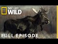 Super Moose (Full Episode) | America the Wild