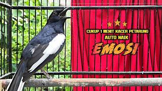 Download lagu Suara Burung Kacer Bikin Lawan Emosi Gacor, Pancingan Kacer Agar Cepat Tarung Gacor mp3