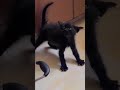 Spicy Kitten Hisses And Fusses ️