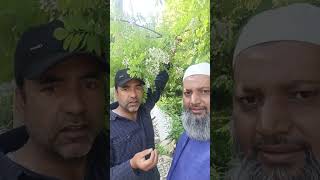 Download lagu Acacia Honey Tree, Acacia honey benefits mp3