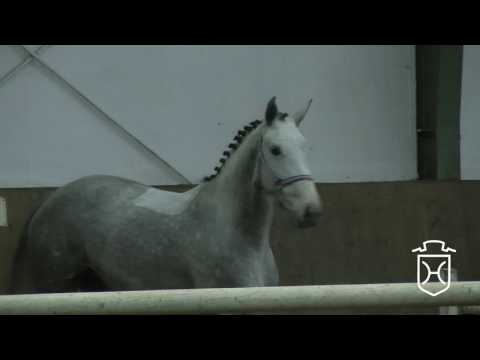 14 Holsteiner Stute von Darco de Revel - Cassini I - Leonce