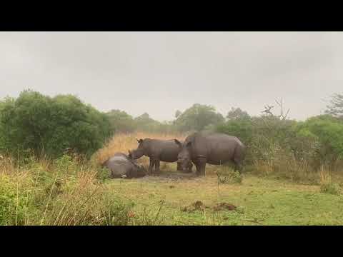 Rhino love. Our rhinos, monitored 24/7 by our anti poaching team❤️🦏