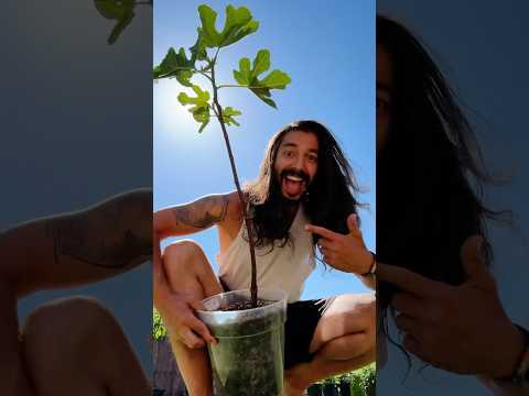 From a stick to a tree - How to grow fig trees from cuttings! creative explained