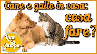 Cane e gatto come farli conoscere | Qua la Zampa