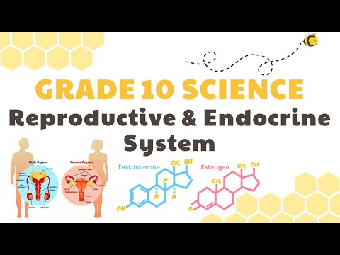 Reproductive and Endocrine System | Grade 10 Science DepEd MELC Quarter 3 Module 1