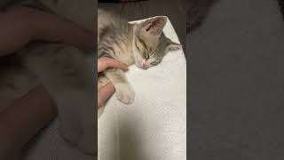 全然起きない子猫 #保護猫 　#Shorts
