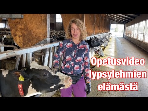 , title : 'Lehmän elämää navetassa (opetusvideo)'