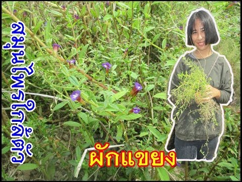 ตารางสำหรับโรคสะเก็ดเงิน อาการภูมิแพ้ภาพแรก