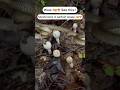 Perfect Shaped Mushrooms Wow Trending Youtubeshorts