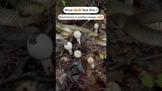 Perfect shaped mushrooms 😍🍄 Wow..!😍🍄 #trending #youtubeshorts